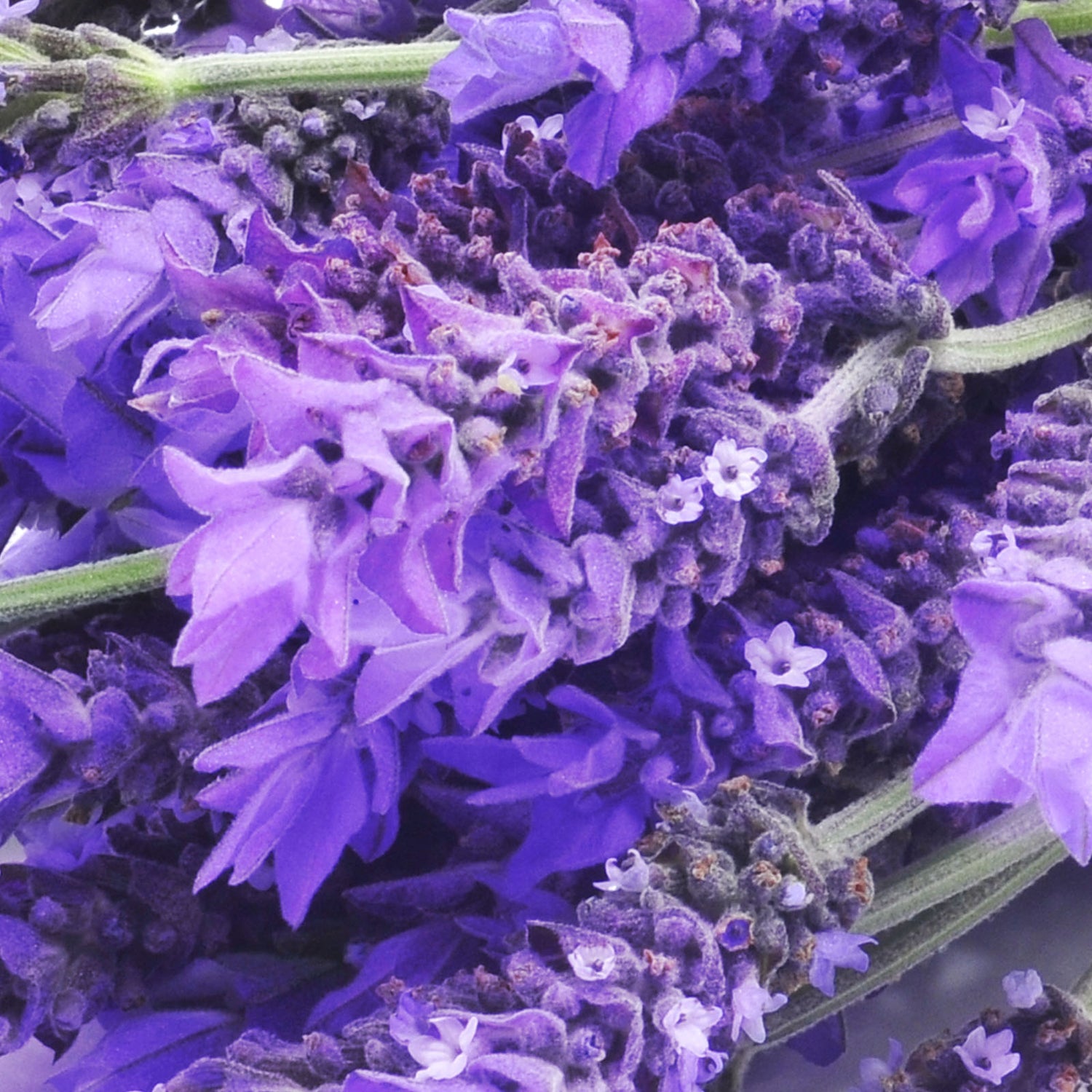 Lavandula angustifolia (lavender) oil
