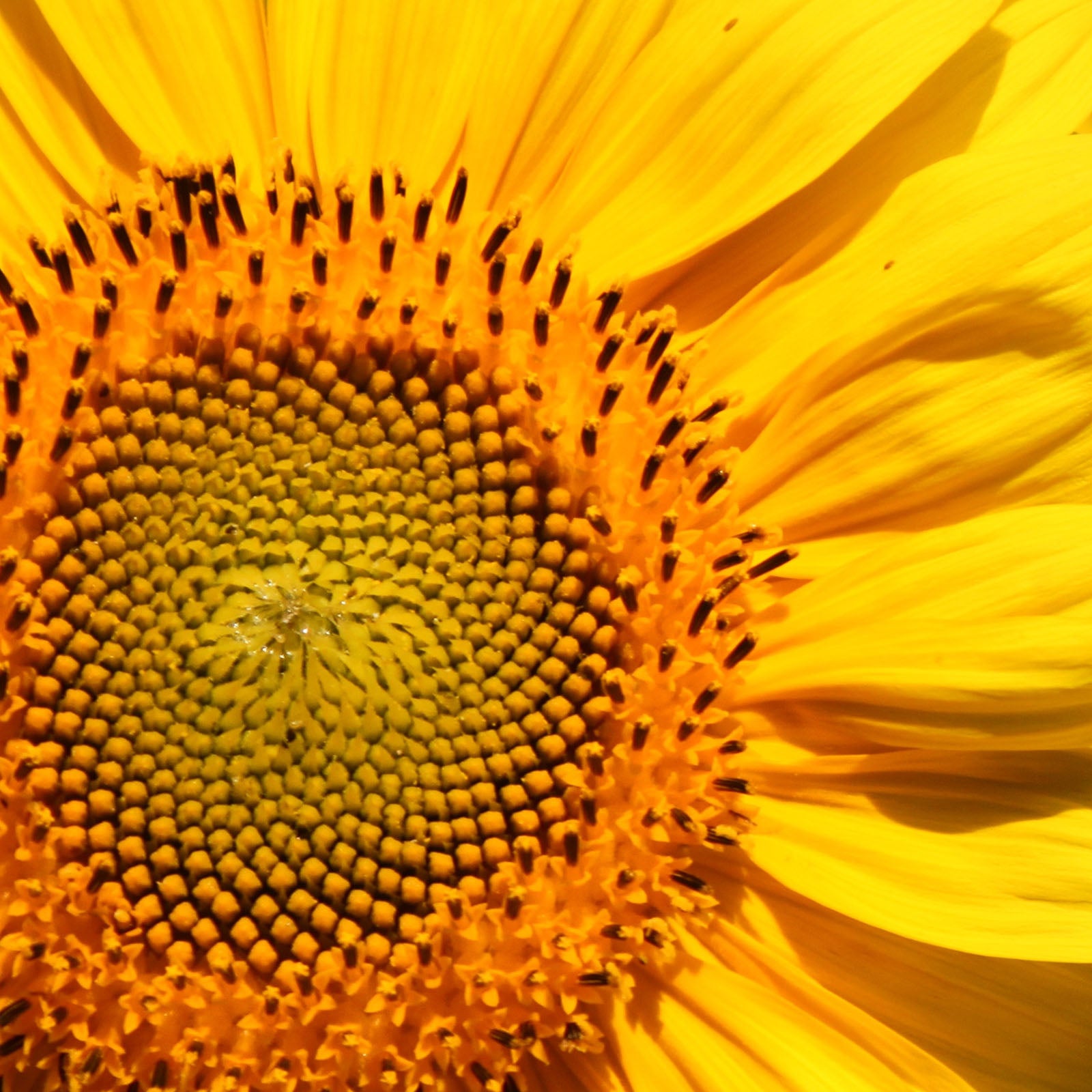 Helianthus annuus (sunflower) seed oil