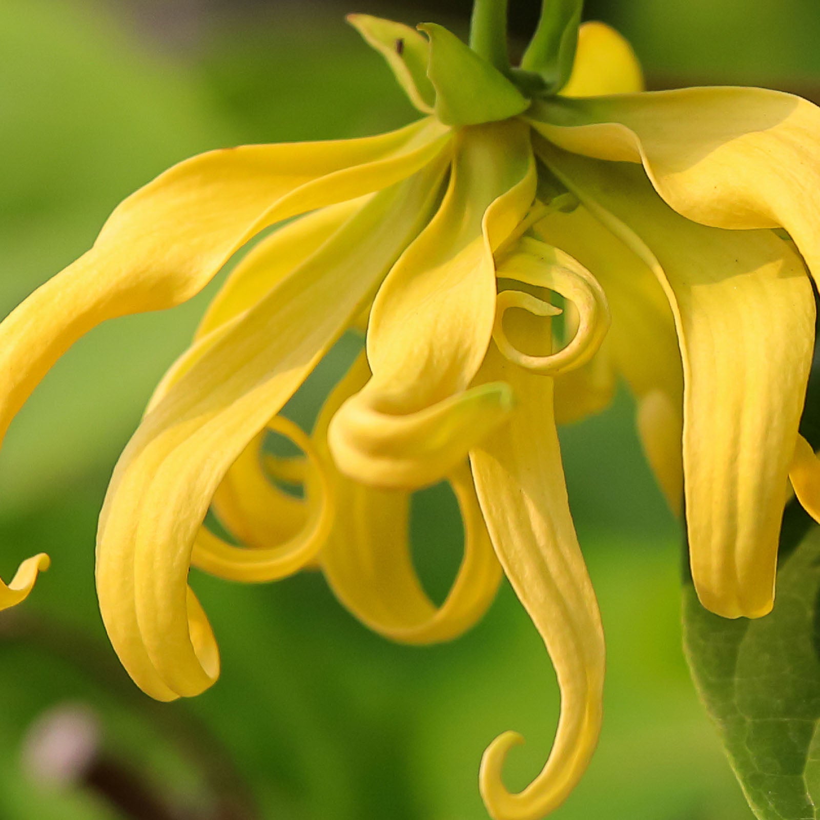 Cananga odorata (ylang ylang) flower oil