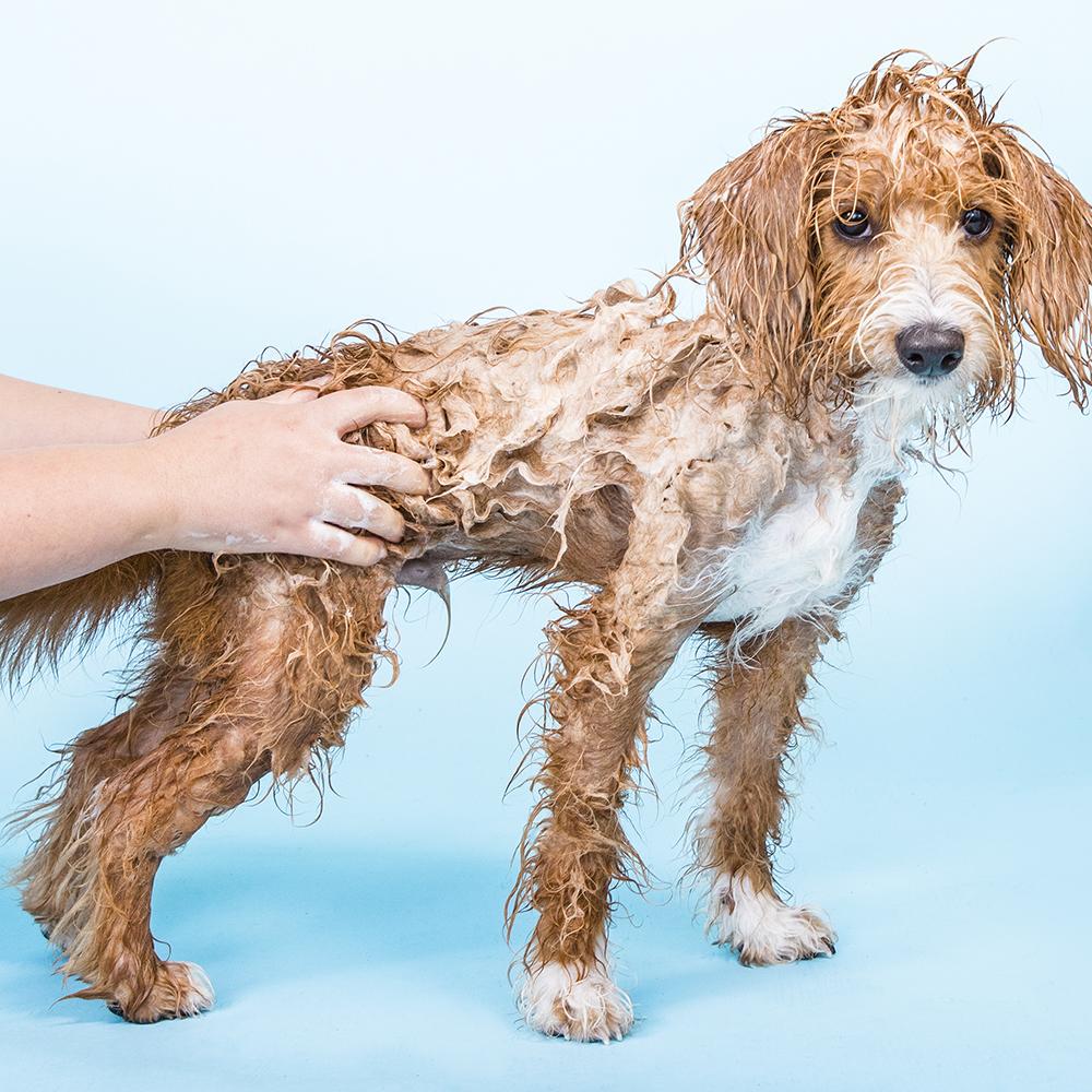 Bow Wow Bar™ Nourishing Solid Dog Shampoo