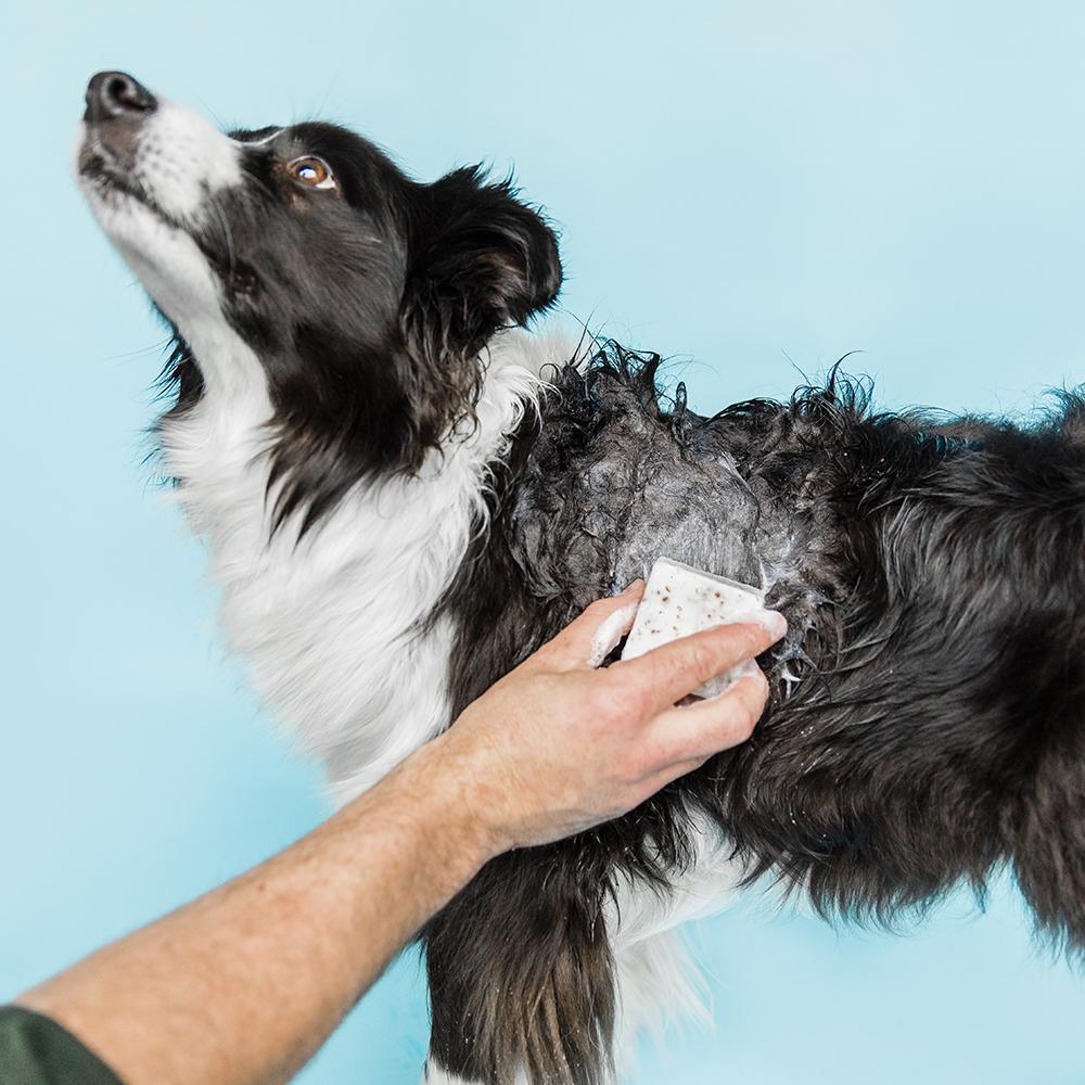Best shampoo sales for border collie